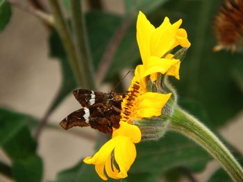Close-up of bee pollinating on yellow flower