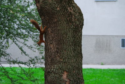 Close-up of lizard on tree trunk