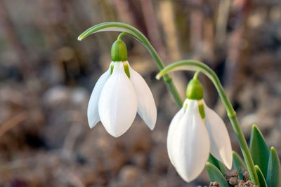 Close-up of white flowering plant