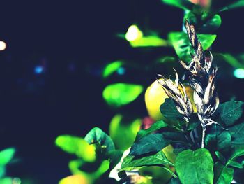 Close-up of green leaves on plant