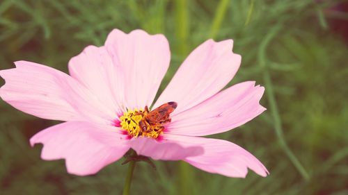 Close-up of bee on pink cosmos flower