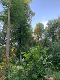 Trees growing on field in forest against sky