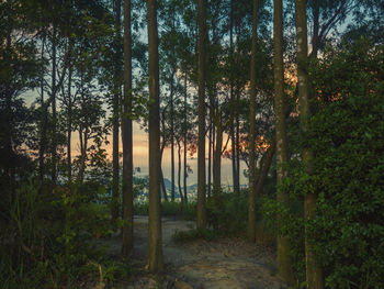 Trees in forest