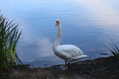 Swan perching against lake