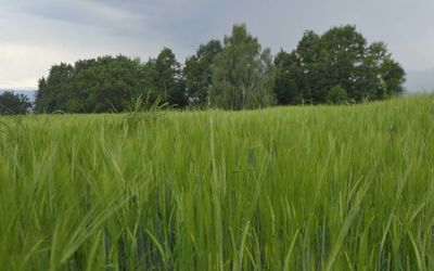 Scenic view of farm against sky