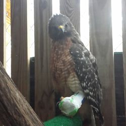 Close-up of owl perching outdoors