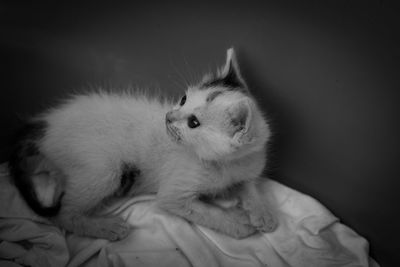 Close-up of kitten sleeping on bed