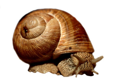 Close-up of snail on white background