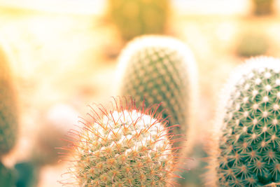 Close-up of succulent plant