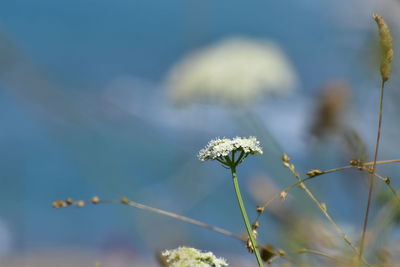 Close-up of white flowering plant