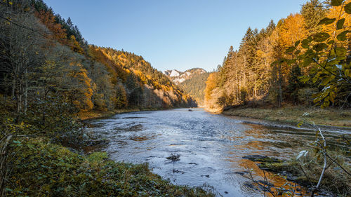 Scenic view of river amidst trees against sky