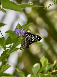 Butterfly on purple flower