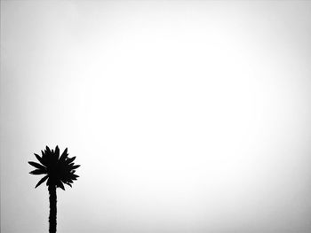 Low angle view of trees against clear sky