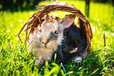 grass