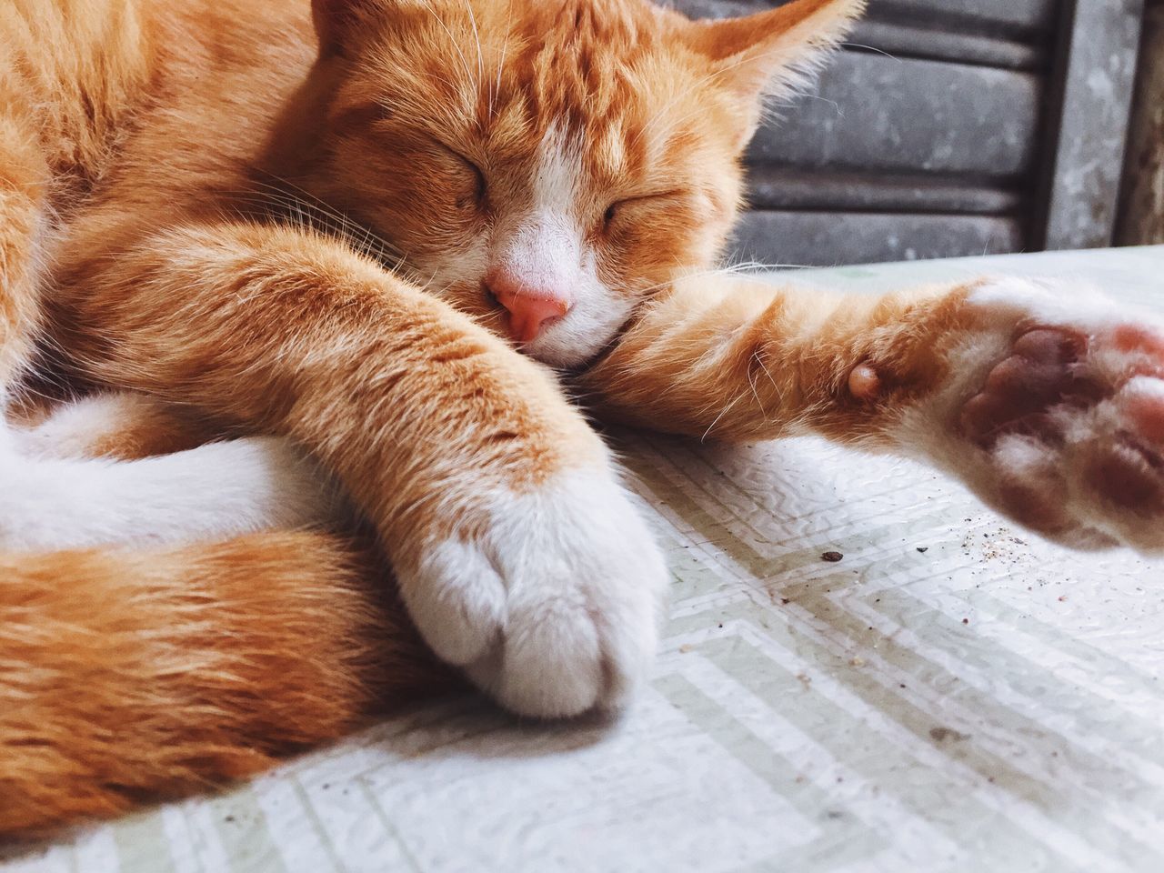 animal themes, mammal, domestic animals, pets, one animal, domestic cat, cat, feline, indoors, whisker, relaxation, sleeping, resting, close-up, lying down, brown, eyes closed, animal head, no people, animal body part