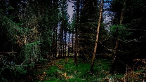 Trees growing in forest