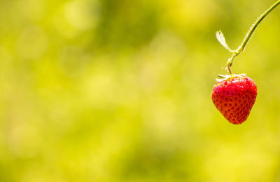 Close-up of strawberry hanging on tree