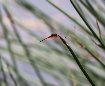 Close-up of insect on plant