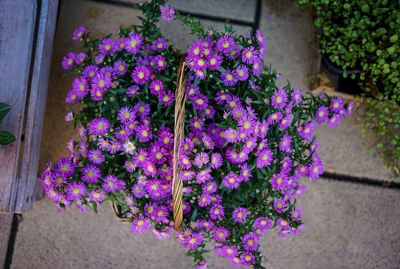 High angle view of pink flowering plant in pot