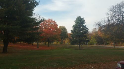 Trees in park