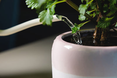 Home gardening, close-up of a watering can, watering a pot with a houseplant