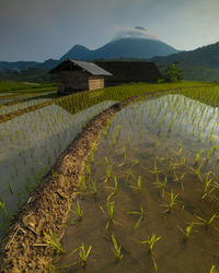 Scenic view of landscape against sky