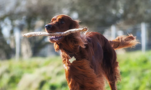 Dog looking away on field