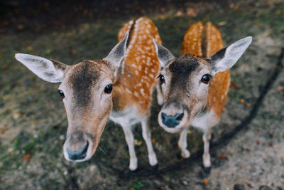 Portrait of fawns on field