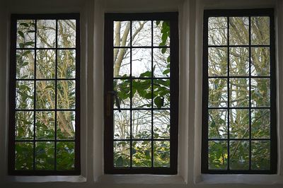 Reflection of trees on glass window