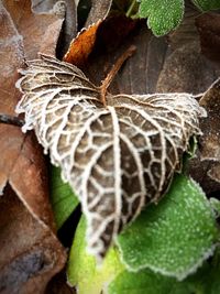 Close-up of green leaves