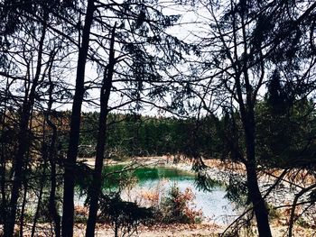 Scenic view of river in forest