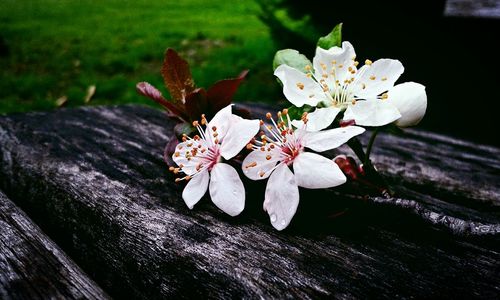 Close-up of white flower tree