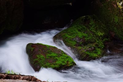 Scenic view of waterfall in forest