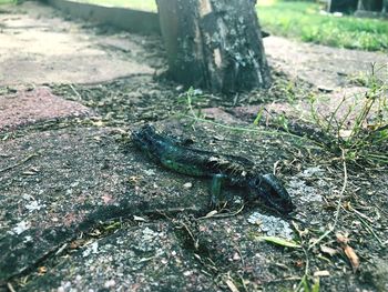 High angle view of lizard on tree trunk