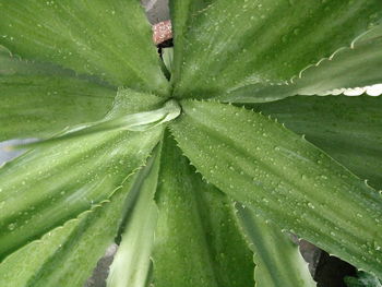 Close-up of wet leaves