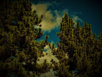 Low angle view of pine trees against sky