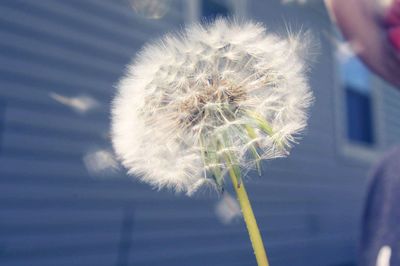 Close-up of dandelion flower