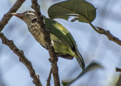 Low angle view of birds perching on branch