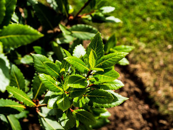 Bay leaves on bay tree 