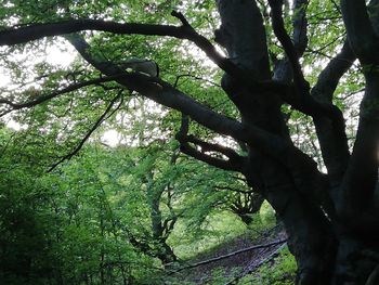 Low angle view of trees in forest