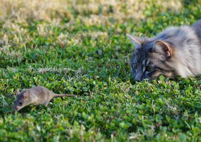 View of an animal on land