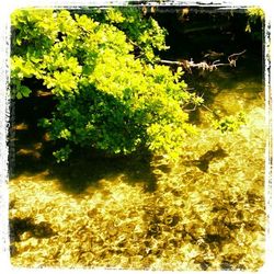 Reflection of trees in water