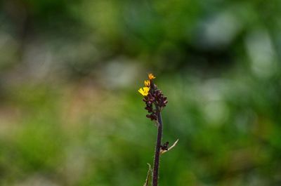 Close-up of yellow flowering plant