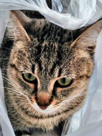 Close-up portrait of cat