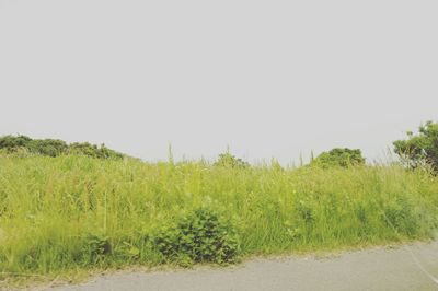 Scenic view of grassy field against clear sky