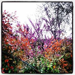 Low angle view of flowers blooming on tree