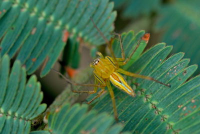 Close-up of caterpillar on leaf