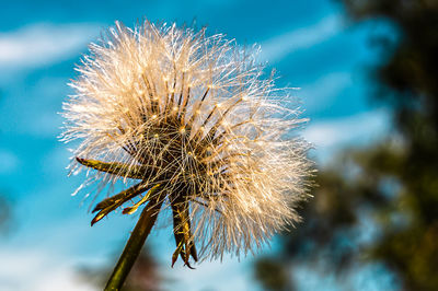 Close-up of wilted plant against blue sky