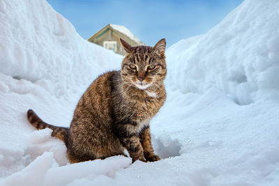 Close-up of cat