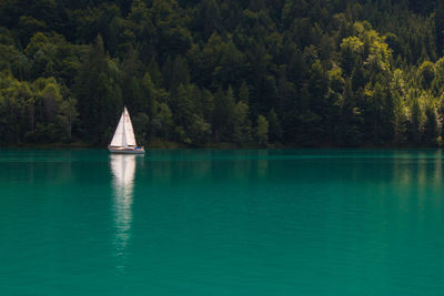 Scenic view of lake by trees in forest